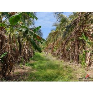 ขายที่ดินแปลงสวย ทำเลดี อ.เมือง จ.กำแพงเพชร เหมาะลงทุน-เกษตร