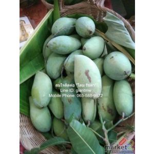 พื้นที่ดิน ขายที่ดินสวนผลไม้หลากหลายชนิด อ.เมืองนครปฐม 3-3-90 ไร่ (1,590 ตร.ว.) 