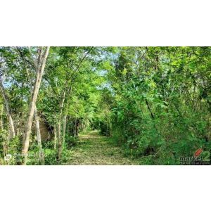 ขายที่ดินจังหวัดหนองคาย ขายที่ดินคุณภาพ 8-1-92 ไร่ พร้อมแนวคิดชีวิตยั่งยืนและอนา