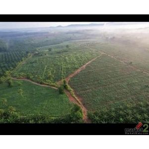 ขายที่ดิน แปลงสวย 1,065 ไร่ ผังสีเหลือง แปลงใหญ่ บ้านบึง ชลบุรี