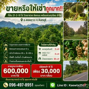 ขายหรือให้เช่าถูกมาก!! ที่ดิน 21-2-10 ไร่ วิวเขาสวย ติดถนน พร้อมสวนทุเรียน ลำไย 
