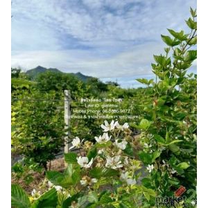 DSL-838 ขาย ที่ดิน ขายที่ดิน พร้อมกิจการฟาร์มเกษตร 26 ไร่ ใกล้วัดพระขาว ปากช่อง 