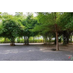 ขายที่ดินเปล่า 123.2 ตร.ว. (แปลงC) คานหาม อุทัย อยุธยา ใกล้โรจนะ มีไผ่หวาน ราคา 