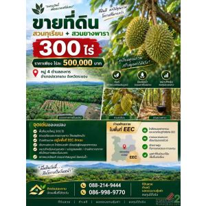 ขายที่ดินสวนทุเรียน + สวนยางพารา 300 ไร่ จ.ระยอง