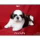 ขายลูกสุนัขชิสุ(Shih Tzu)พันธุ์แท้ สายเลือดดีเยี่ยม สีขาวแดง รับประกันคุณภาพ