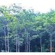 ที่ดิน สวนยาง-ไม้กฤษณา วิวเขา จันทบุรี 29000000 -  พื้นที่ 44 RAI 0 Ngan 82 ตารา