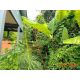 ขายที่ดินเมืองภูเก็ต ถนน โคกโตนด  ราคาโปรโมชั่น เนื้อที่ 	0-1-65.10 ไร่