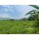 ที่ดินหนองขาม ศรีราชา 10 ไร่ ทำเลศักยภาพ ใกล้นิคมปิ่นทอง TP-L2401