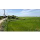 ที่ดินราคาถูก 4-2-63 ไร่ เข้าออกได้หลายทาง  ต.บางซ้าย พระนครศรีอยุธยา