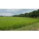 ลดราคาพิเศษ ด่วน ที่ดิน 9-3-99.5 ไร่ ดอนโพธิ์ - สุพรรณบุรี ทำเลดี