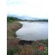 ขายที่ดินพานทองชลบุรี ขายที่บ่อเลี้ยงปลานิล เนื้อที่ 13 ไร่เศษ โซนนิคมอุตสาหกรรม