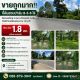 ขายถูกมาก!! ที่ดินสวนปาล์ม 8-3-6 ไร่ ติดถนนใหญ่ 4 เลน อ.ห้วยยอด จ.ตรัง ใกล้อำเภอ