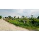 1 ขาย ที่ดิน ถูกสุด ที่วิวเขา ติดถนนคอนกรีต1แสนบาท 100ตรว. วังเพลิน โคกสำโรง ลพบ