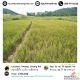 ขายที่ดิน 23 ไร่ อ.เทิง จ.เชียงราย ราคา 6.9 ล้านบาท เจ้าของขายเอง