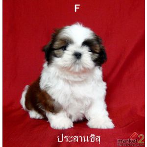 ขายลูกสุนัขชิสุ(Shih Tzu)พันธุ์แท้ สายเลือดดีเยี่ยม สีขาวแดง รับประกันคุณภาพ