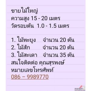 ขายไม้ใหญ่  ความสูง 15 - 20 เมตร  วัดรอบต้น  1.0 - 1.5 เมตร