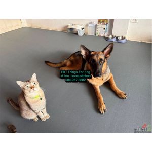 ผ้ายางกันลื่นสุนัข ไม่ควรเลี้ยงหมาบนพื้นลื่น ทำให้ขาแบะ ข้อสะโพกเสื่อม