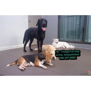 อย่าเลี้ยงสุนัขบนพื้นกระเบื้อง มาปูผ้ายางกันลื่นให้น้องหมา ใช้ดีจริง