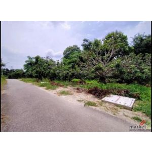 ขายที่ดิน3งาน ลดเหลือ 1.65ล้านบาท สวนลำไย ถนน ไฟฟ้า ประปา เขตติดต่อ สารภี แดนเมื