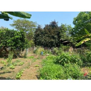 ขายที่ดิน 239ตรว. 1.55ลบ. ถนน น้ำ ไฟฟ้า ใกล้ รร.แม่ออนวิทยาลัย ต.ร้องวัวแดง อ.สั