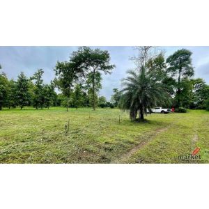 ขายที่ดิน13 ไร่  แม่แตง  ต อินธขิน   เชียงใหม่ วิวธรรมชาติ