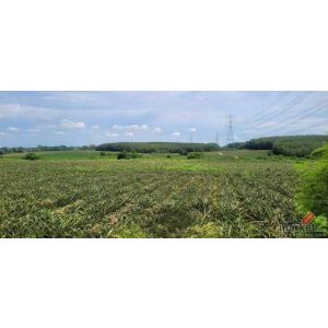 ขายที่ดินศรีราชา เขาคันทรง แปลงสวย ทำเลงาม ใกล้นิคมโรจนะ บ่อวิน2 FP-L01837 