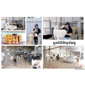 มอบอาหารเม็ดให้น้องหมาได้อิ่มและมีความสุข