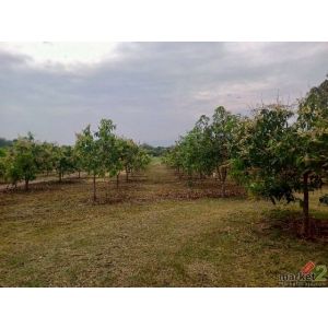 ขายที่ดิน สวนมะม่วง ลำพูน เนื้อที่ 16-0-34 ไร่ ต.เหล่ายาว อ.บ้านโฮ่ง จ.ลำพูน