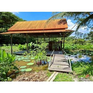 บ้านพร้อมที่ดินผืนใหญ่ วิวดอย บรรยากาศดีมาก แม่แตง  