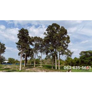 ขายที่สวยหลังตลาดนัดบ้านพริกถูกสุดในโซนนี้ อยู่แหล่งชุมชน ปากซอยมีตลาดนัด เซเว่น