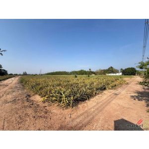  ขายที่ดินขนาด 21 ไร่ 1 งาน 65 ตรว. ติดถนนหนองพลับ หัวหิน 