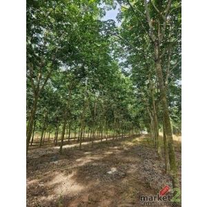 ขายที่ดินสวนยาง 39ไร่กว่า อายุ 7ปี กรีดได้แล้ว ชุมแสง วังจันทร์ ระยอง