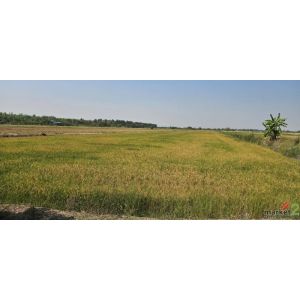 ขายที่ดินนนทบุรี อำเภอไทรน้อย ติดถนนบ้านกล้วย-ไทรน้อย