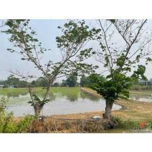 ขาย ที่ดินเปล่า อำเภอลำลูกกา ปทุมธานี  ห่างจาก  โรงเรียนนวมินทราชินูทิศ สวนกุหลา