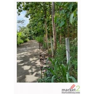 สวนสักแปลงสวย ทำเลดี ที่ดินเหมาะสำหรับลงทุนระยะยาว สันทราย