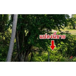 ที่ดินติดทะเลประจวบฯ บ่อนอก ติดทั้งถนนและทะเล ทำเลดี ราคาถูก