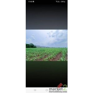 ขายด่วน ขายถูก ที่ดินอำเภอหนองม่วง จังหวัดลพบุรี เนื้อที่ 14 ไร่