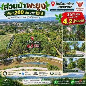 ขายสวนป่าพะยูงเกือบ 200 ต้น อายุ 15 ปี 3 ไร่ 1 งาน ใกล้แยกช้าง นครนายก เดินทางง่