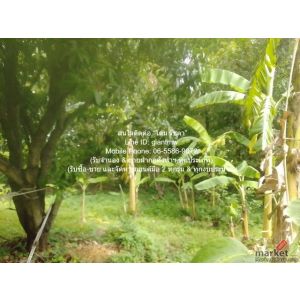 DSL-1009.2 ให้เช่า ที่ดิน ขายที่ดินเกษตรกรรมผืนใหญ่ 3-0-27.3 ไร่ ถนนพิบูลสงคราม 