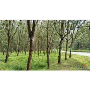 ขายที่ดินเขาคันทรง ศรีราชา แปลงสวย ทำเลงาม ใกล้นิคมWHA FP-L02364 