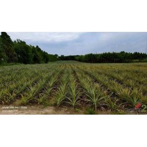 ขายที่ดิน 15 ไร่  หนองอิรุณ บ้านบึง ชลบุรี อยู่ใกล้นิคม AsiaClean