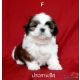 ขายลูกสุนัขชิสุ(Shih Tzu)พันธุ์แท้ สายเลือดดีเยี่ยม สีขาวแดง รับประกันคุณภาพ