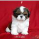 ขายลูกสุนัขชิสุ(Shih Tzu)พันธุ์แท้ สายเลือดดีเยี่ยม สีขาวแดง รับประกันคุณภาพ