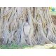 ทัวร์อยุธยา 999 บาท One day trip  by Bemotour 
