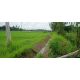 ขายถูกมาก!! ที่ดิน 22 ไร่ ติดถนนคอนกรีต ติดคลองชลประทาน อ.เมือง จ.หนองคาย 