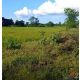 ที่ดิน ขายที่ดินทุ่งนา บ้านนาเพียง ต.สำราญ อ.เมืองขอนแก่น จ.ขอนแก่น พท. 24 ตาราง