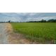 ลดด่วน ที่ดิน 9-3-99.5 ไร่ ดอนโพธิ์ - สุพรรณบุรี มีผู้เช่า ทำเลดี