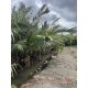 ขายที่ดิน อ.เมืองสมุทรสงคราม จ.สมุทรสงคราม เนื้อที่ 3 ไร่ 1 งาน 96 ตร.ว.
