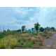 ขายที่ดินสวยปราจีนบุรี  39-2-35  ไร่ ขายที่ดินพร้อมใบอนุญาต 105 106 ที่ดินเหมาะส