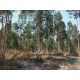ขายที่ดินสวนยูคาลิปตัส  20-1-34 ไร่ สวนผึ้ง ราชบุรี  วิวภูเขา  ติดถนนบ้านกล้วย -